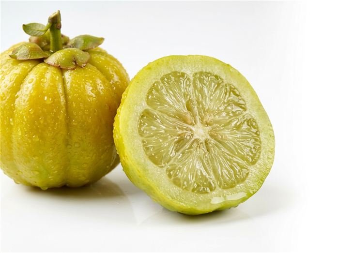 Fruto de Garcinia cambogia (brindle berry) usado nos sticks de geleia Hinuki